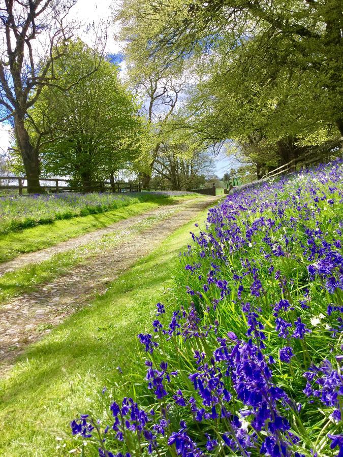 Minane Bridge Willowhill House Bed & Breakfast エクステリア 写真